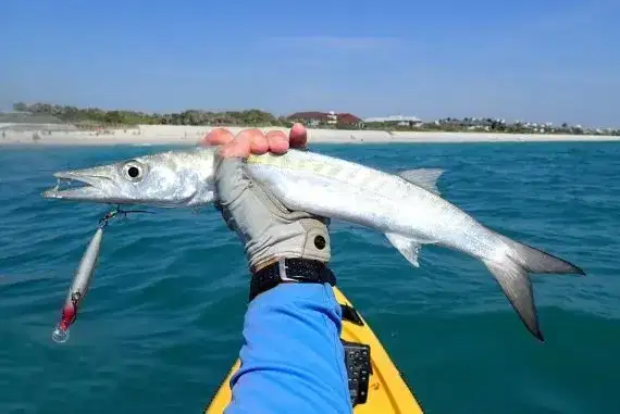 Bicuda