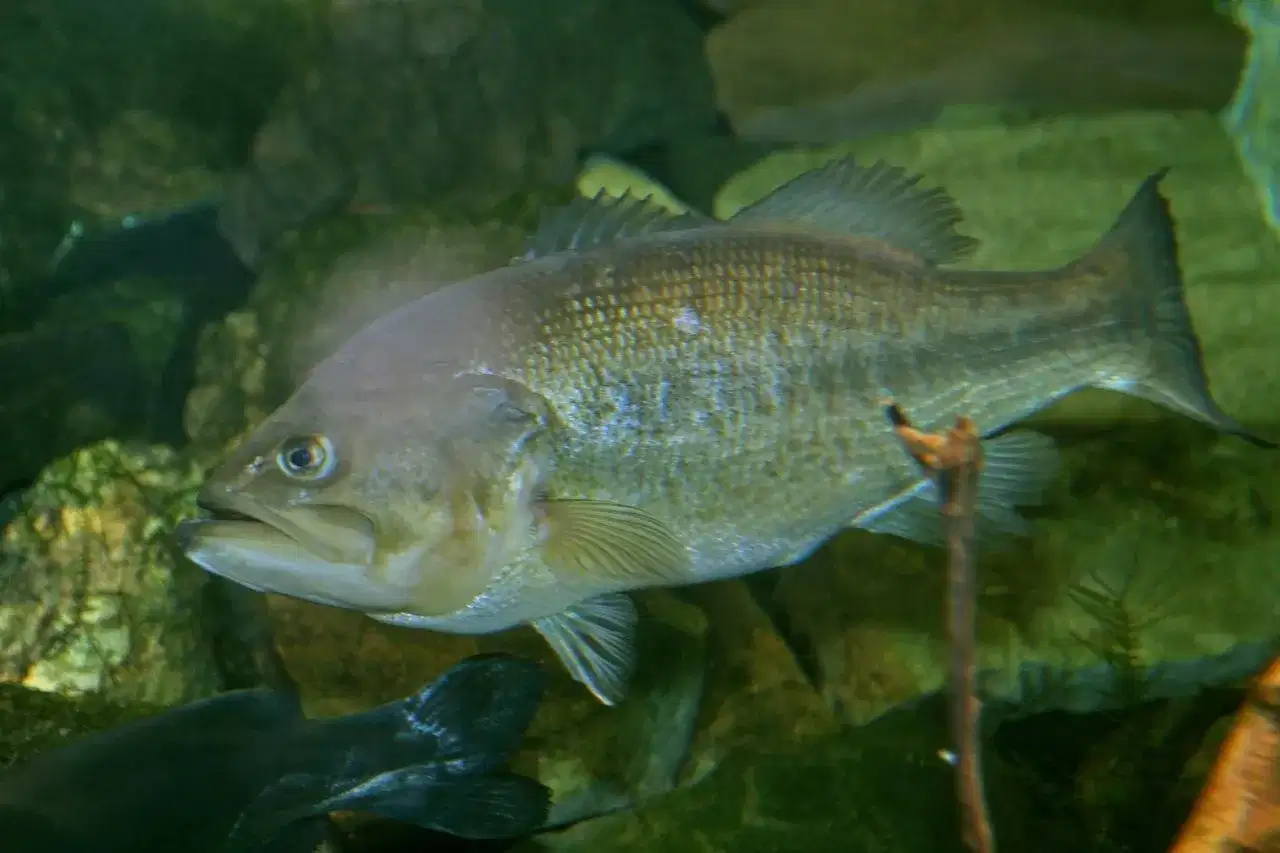 Black bass