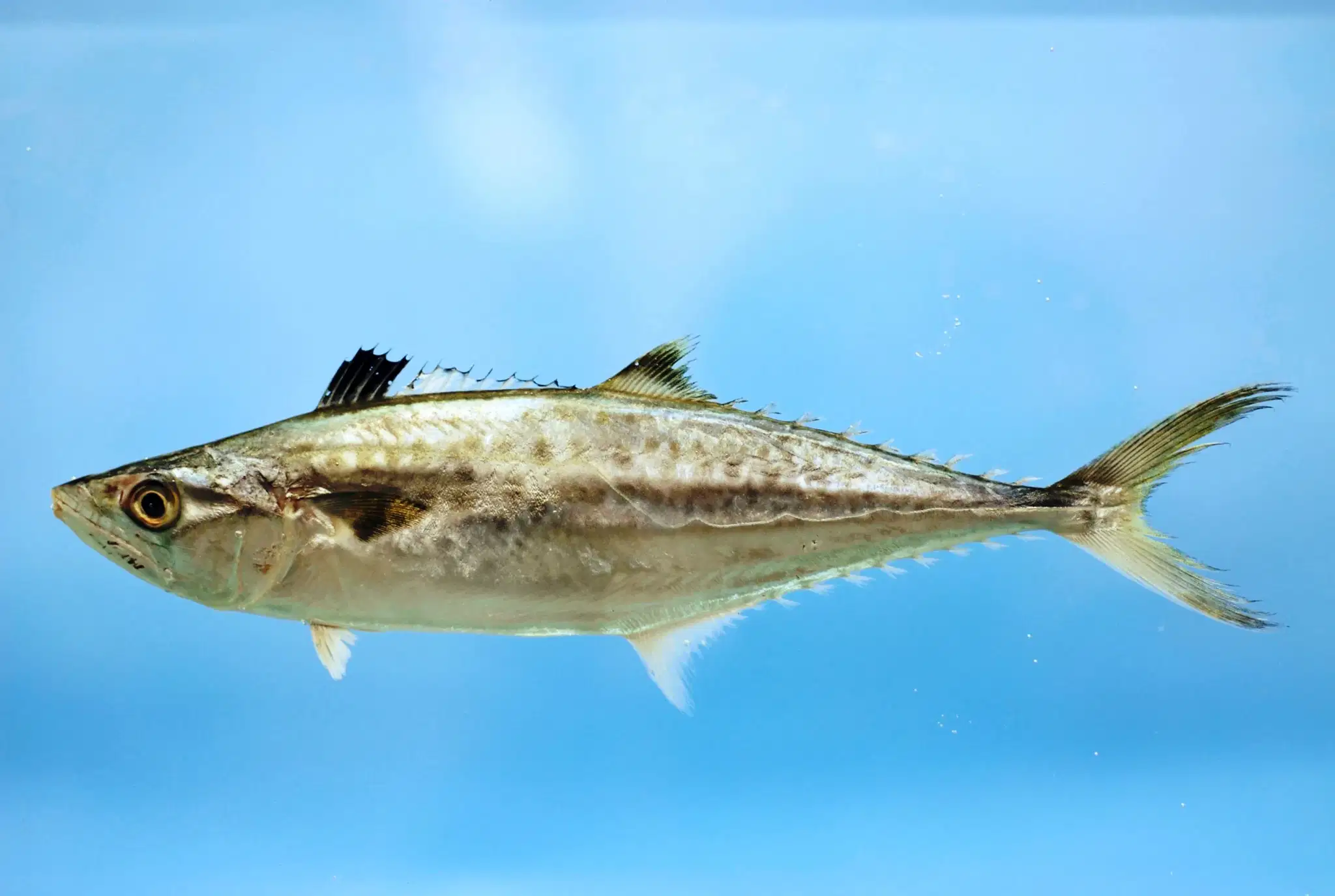Cavala