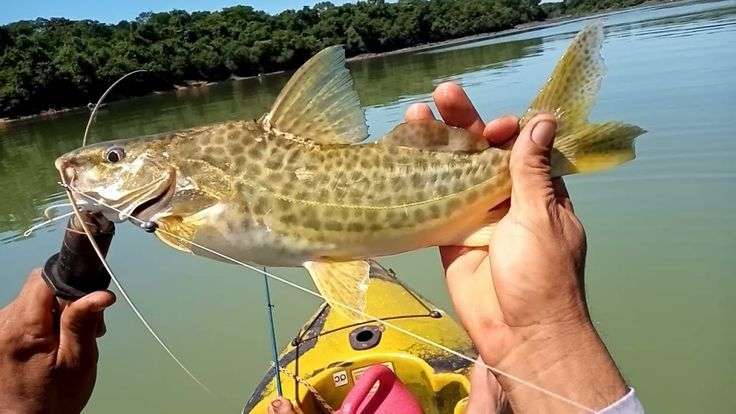 Mandi Comum (Pintadinho)