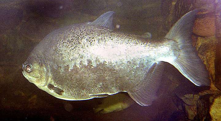 Pacu