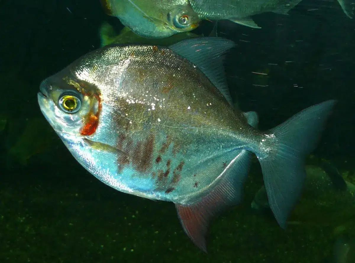 Pacu-Peva