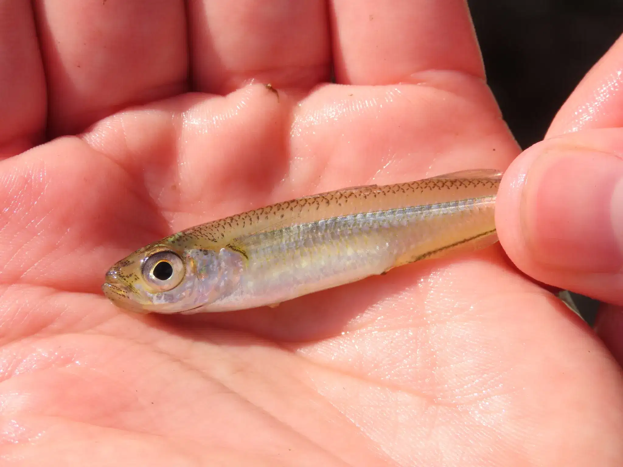 Peixe-rei
