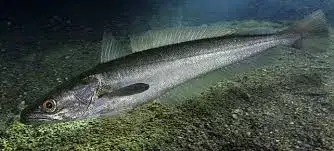 Pescada-branca