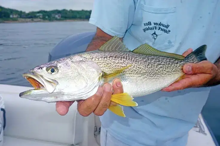 Pescada-cambucu