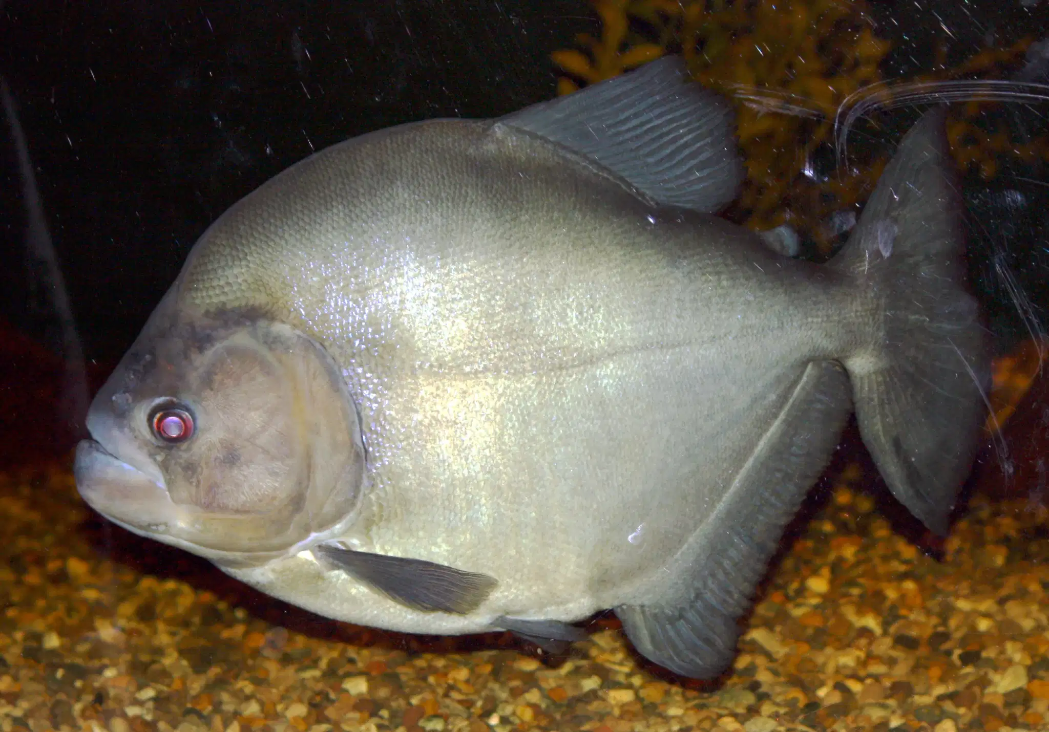 Piranha-Preta