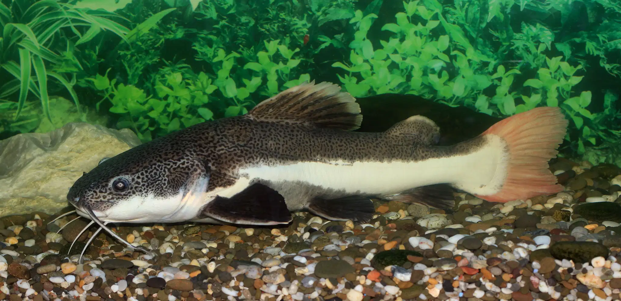 Pirarara