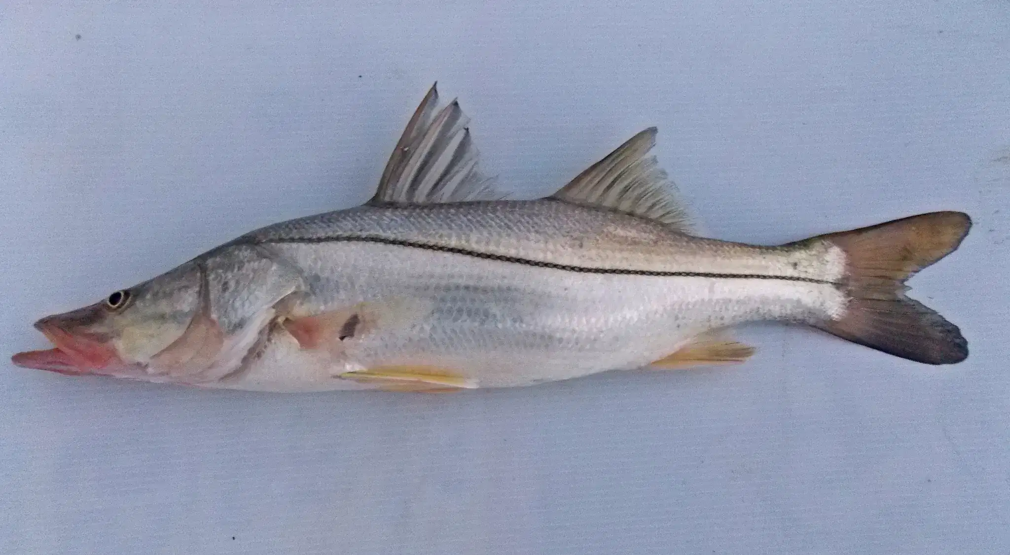 Robalo-flecha