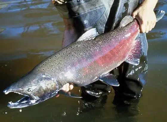 Salmão Chinook