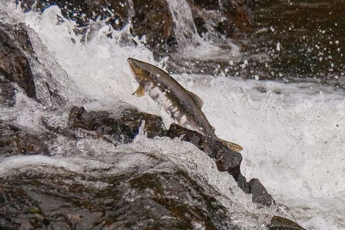 Salmão do Atlântico