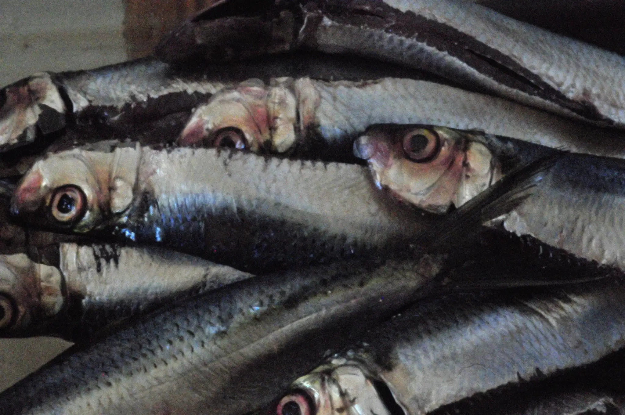 Sardinha-verdadeira