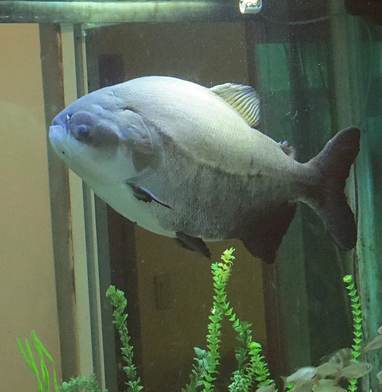 Tambaqui