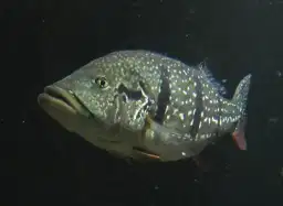Tucunaré-açu (Cichla temensis) - o rei da pesca esportiva brasileira