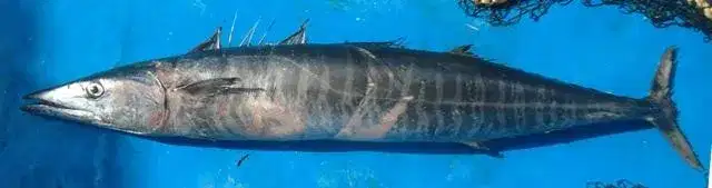 Wahoo
