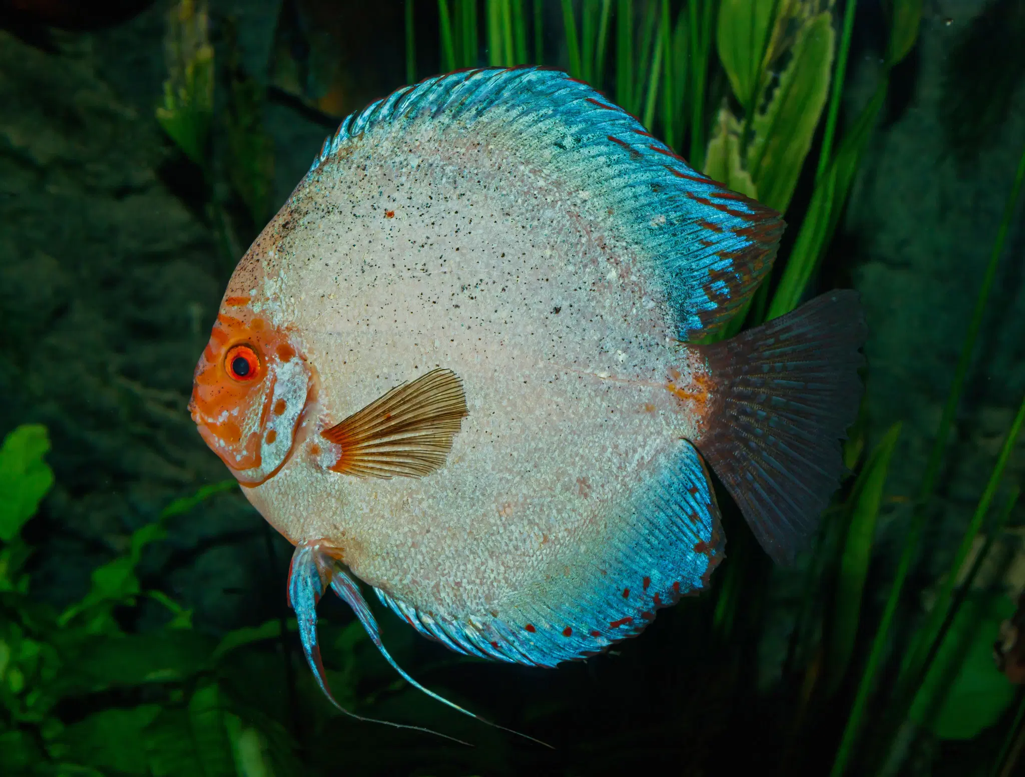 Acará-disco (Symphysodon aequifasciatus) exibindo padrão listrado azul e laranja