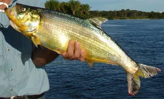 Apapá