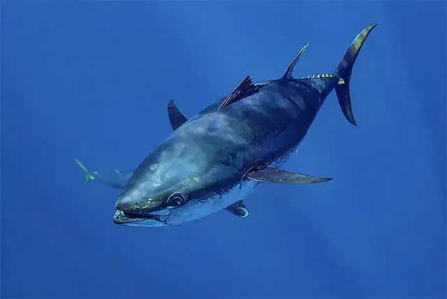 Atum-azul (Thunnus thynnus) em águas oceânicas