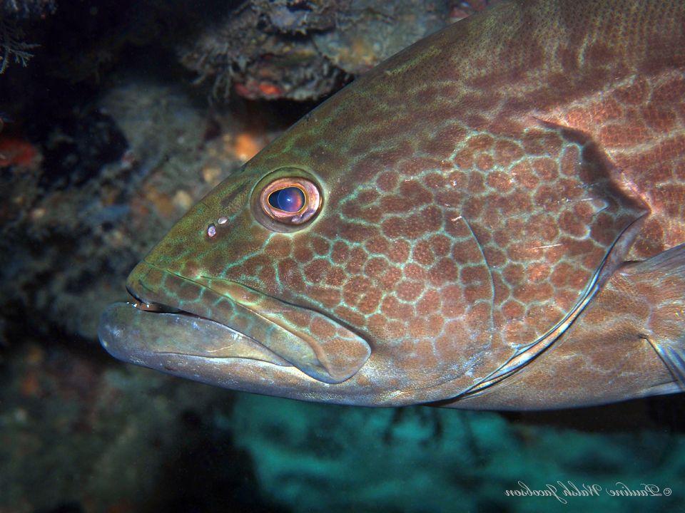 Badejo-Mira (Mycteroperca bonaci) em recife profundo