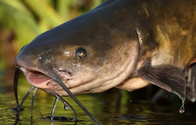 Bagre Africano (Clarias gariepinus) capturado em rio brasileiro
