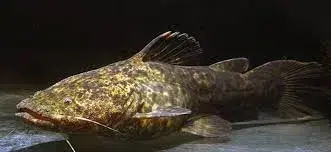 Bagre-Sapo (Pseudopimelodus mangurus) em seu habitat rochoso