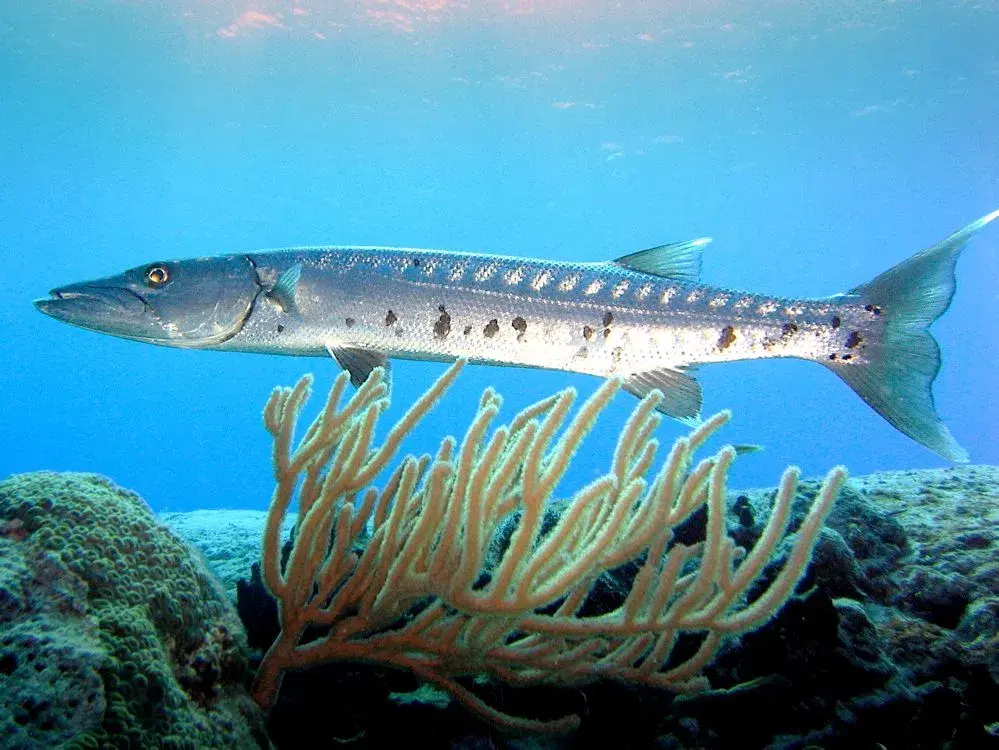 Barracuda
