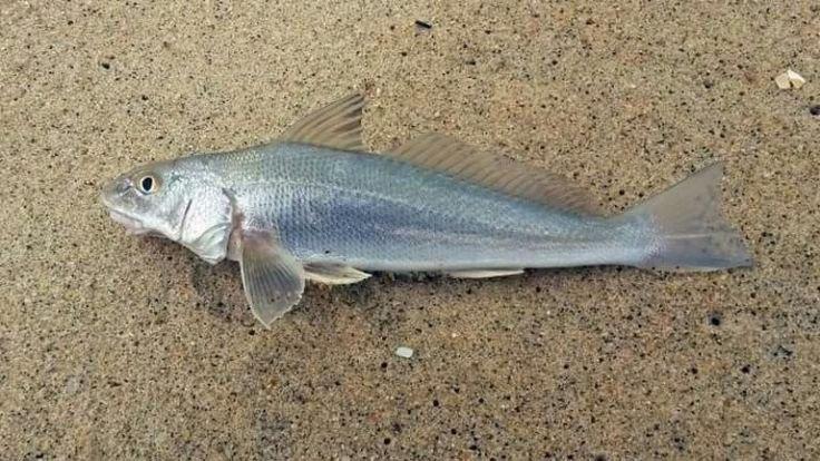 Betara (Menticirrhus americanus) pescada em praia arenosa