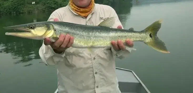 Bicuda de água doce