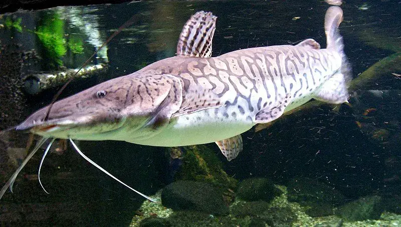 Caparari (Pseudoplatystoma tigrinum), o surubim-tigre da Amazônia