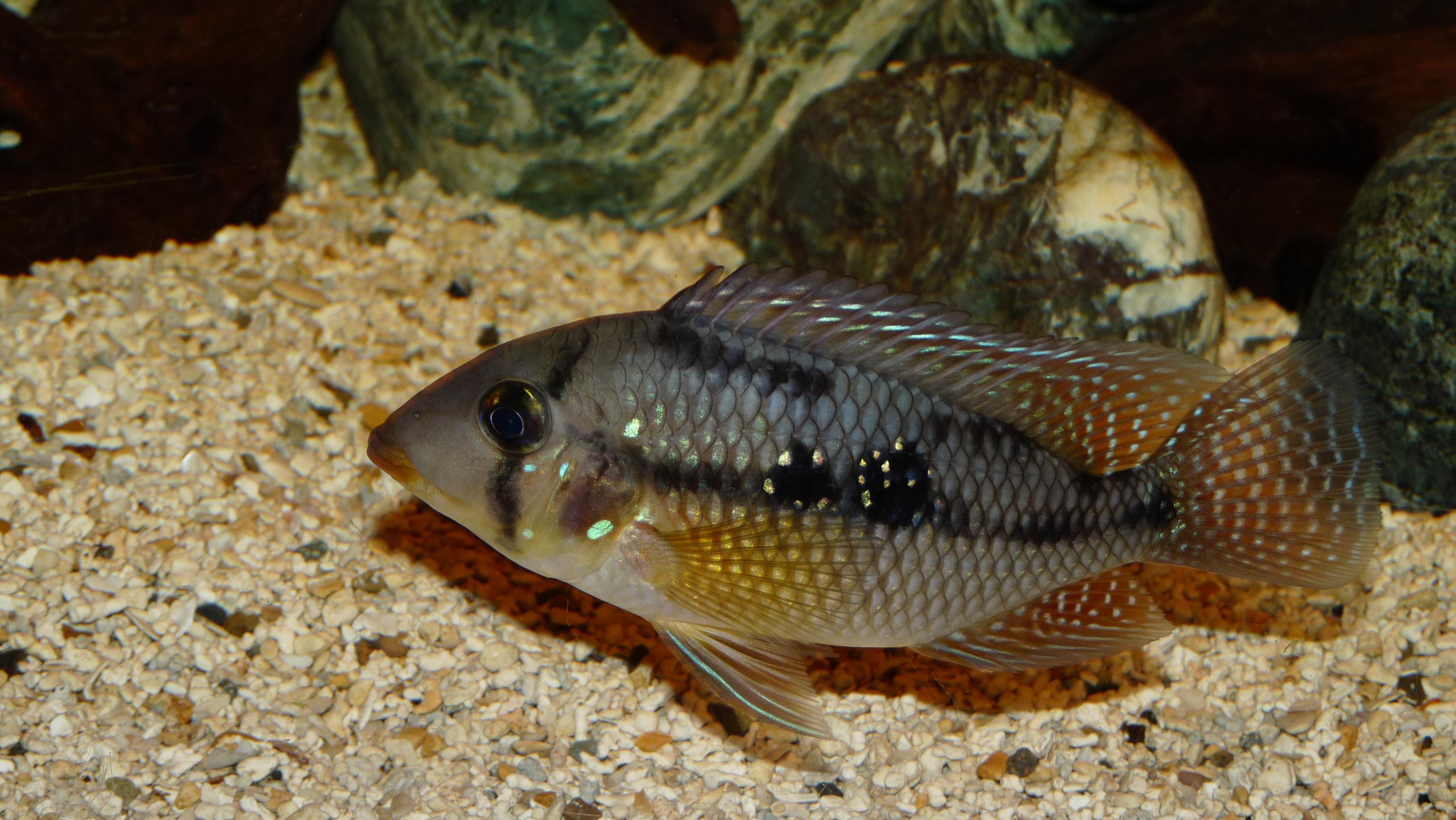 Cará (Geophagus brasiliensis) com coloração avermelhada em aquário