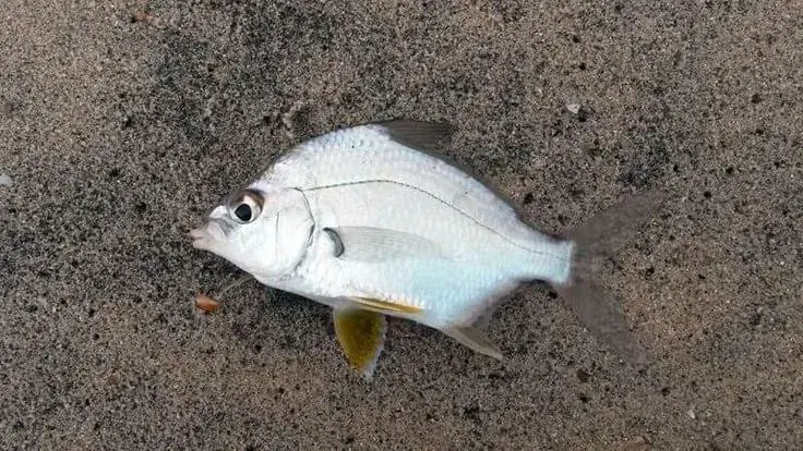 Carapeba