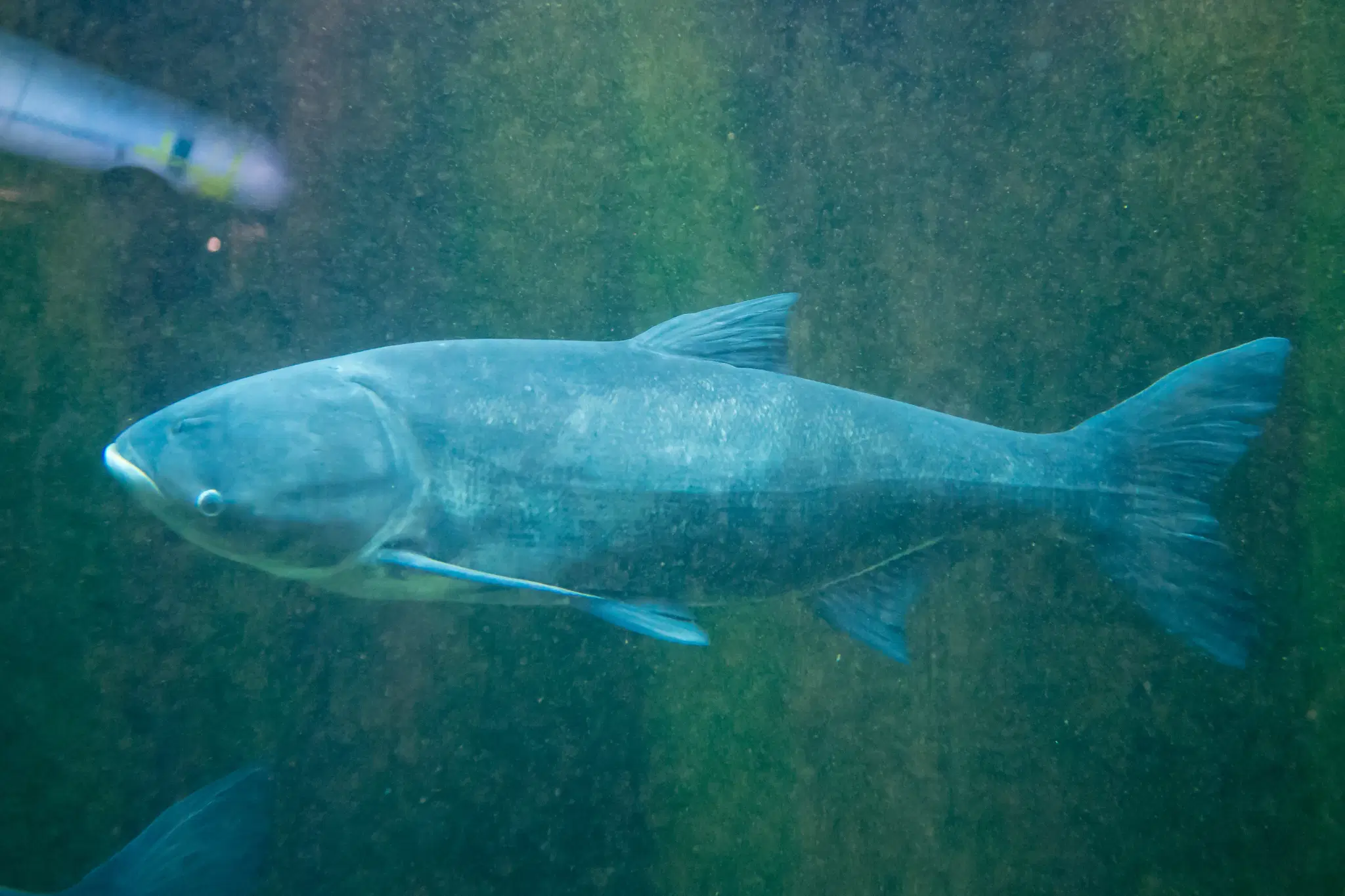 Carpa-cabeça-grande (Hypophthalmichthys nobilis)