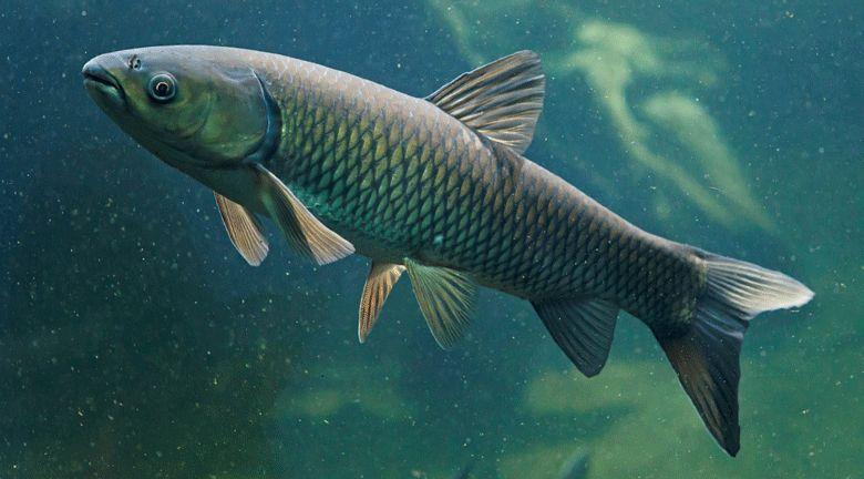 Carpa-capim (Ctenopharyngodon idella) sobre fundo neutro