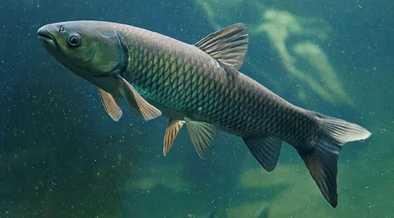 Carpa-capim (Ctenopharyngodon idella) sobre fundo neutro