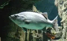 Cherne-poveiro (Polyprion americanus), gigante das profundezas