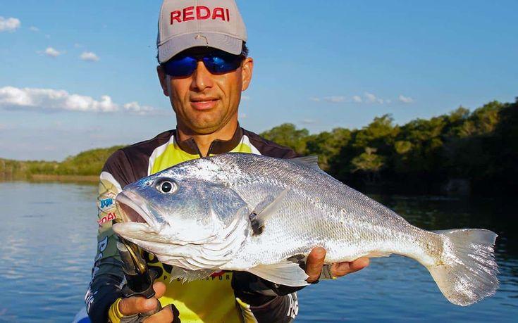 Corvina de Água Doce