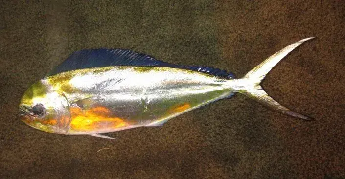 Douradinho do Mar (Coryphaena equiselis) com corpo prateado