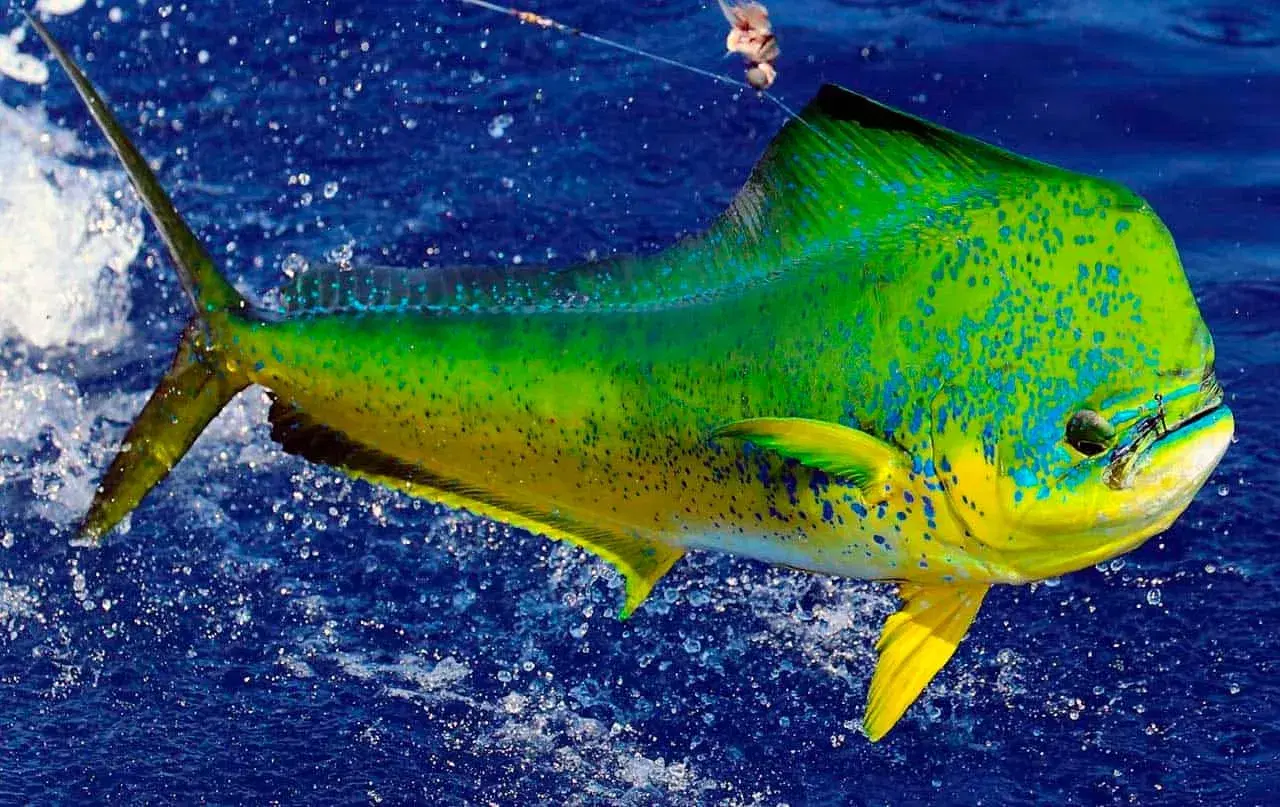 Dourado do Mar / Mahi Mahi (Coryphaena hippurus) - predador colorido dos oceanos