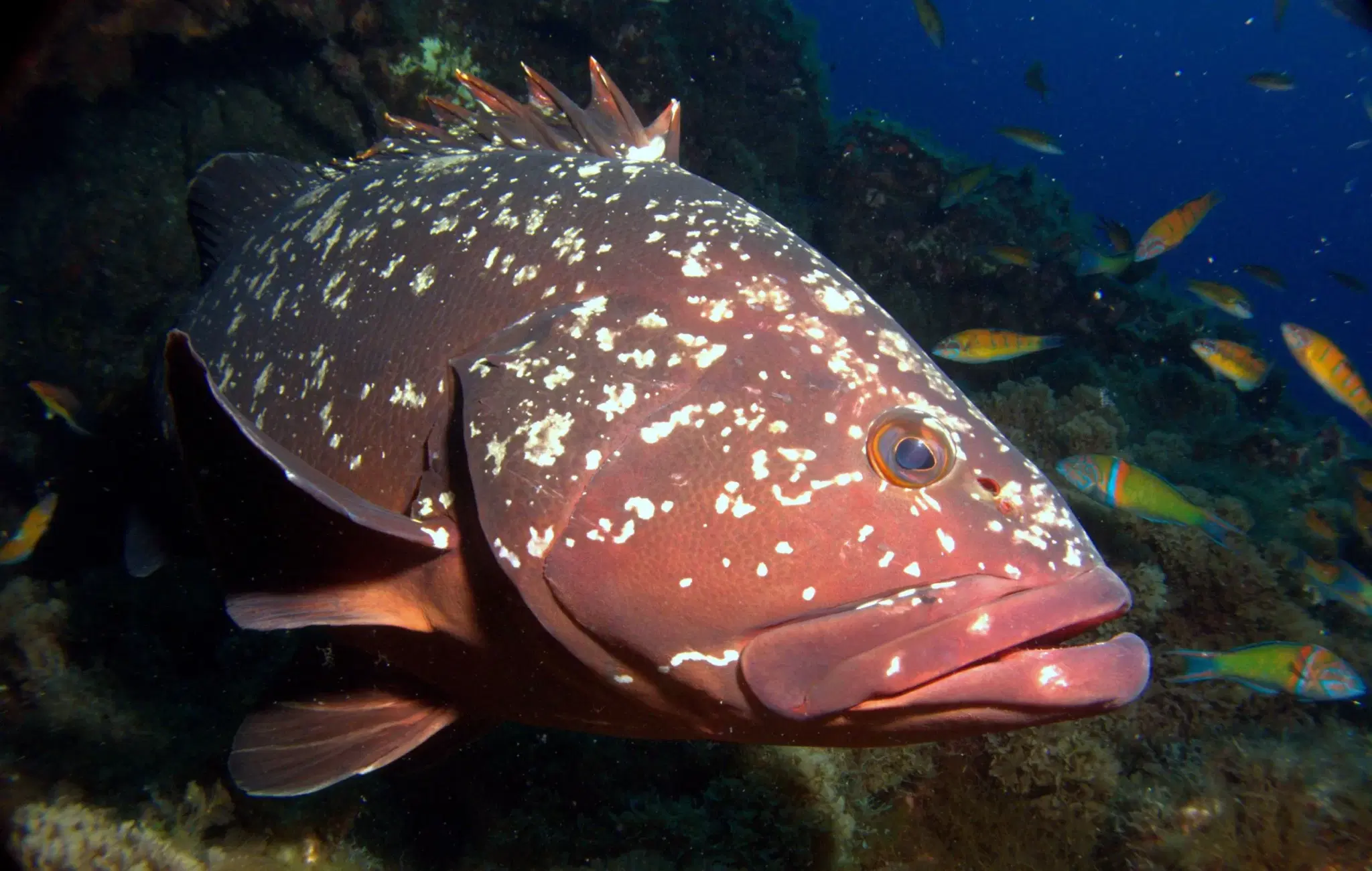 Garoupa verdadeira Epinephelus marginatus peixe de costao rochoso