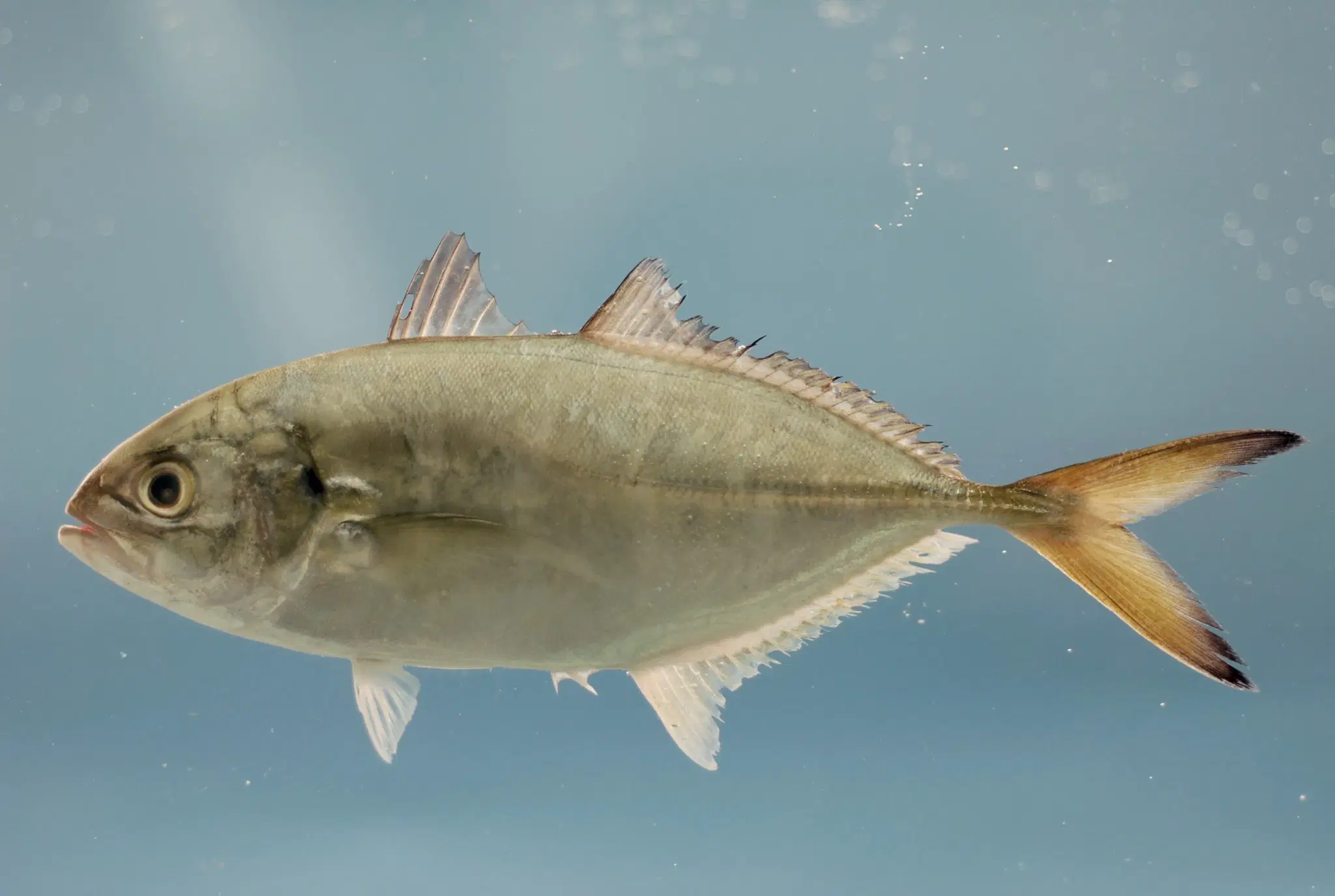 Guaricema (Caranx crysos) exibindo corpo prateado e cauda amarela