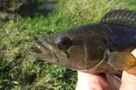 Jacundá