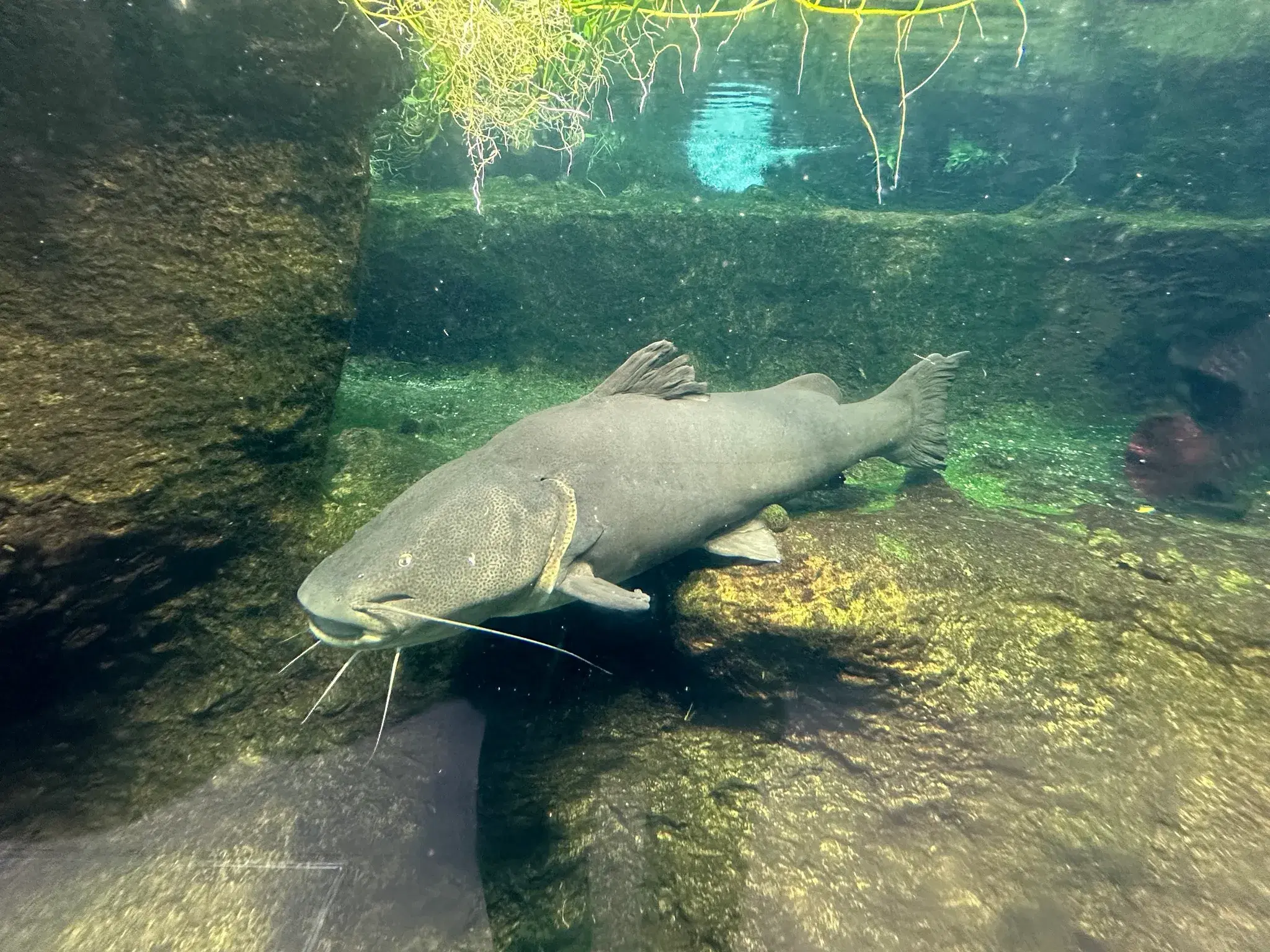 Jaú-açu (Zungaro zungaro), gigante bagre amazônico