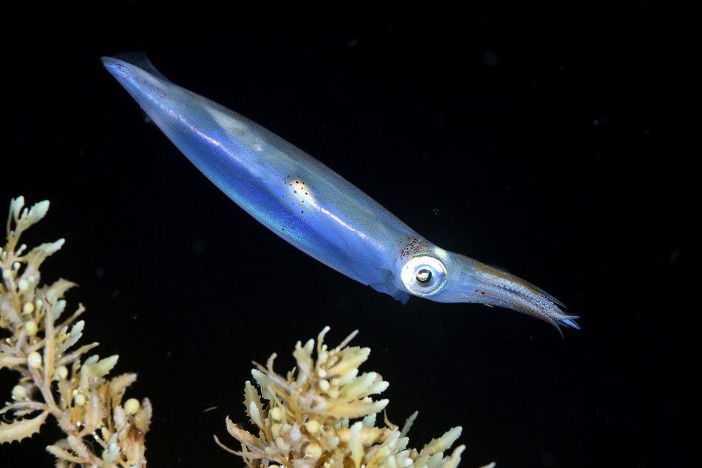 Lula (Loligo sanpaulensis) capturada na pesca esportiva