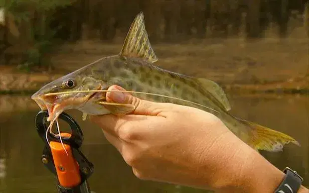 Mandi (Pimelodus maculatus) mostrando barbilhões longos