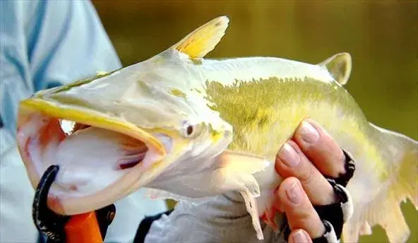 Mandubé (Ageneiosus brevifilis), o bagre sem barbilhões dos rios brasileiros