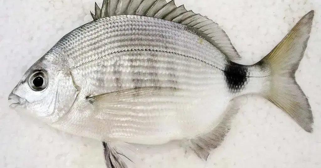 Marimbá (Diplodus argenteus) capturado em costão rochoso