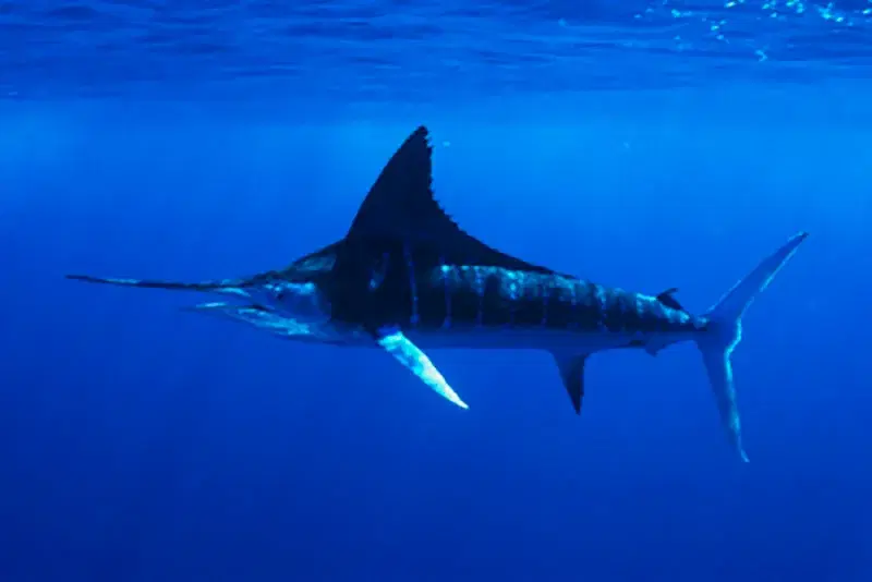Marlin-azul (Makaira nigricans) em mar aberto
