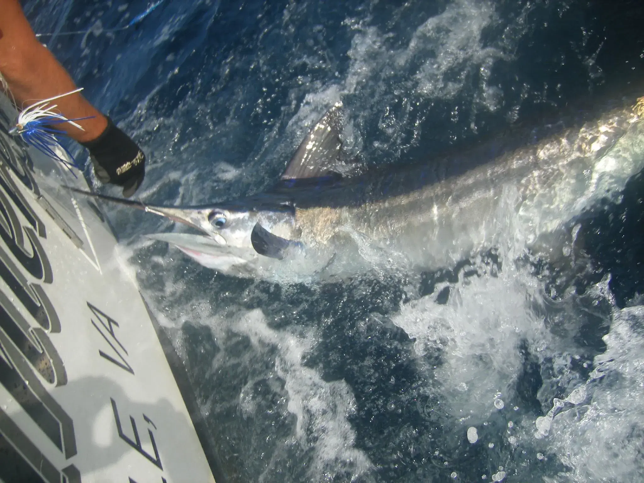 Marlin-branco (Kajikia albida) suspenso ao lado do barco