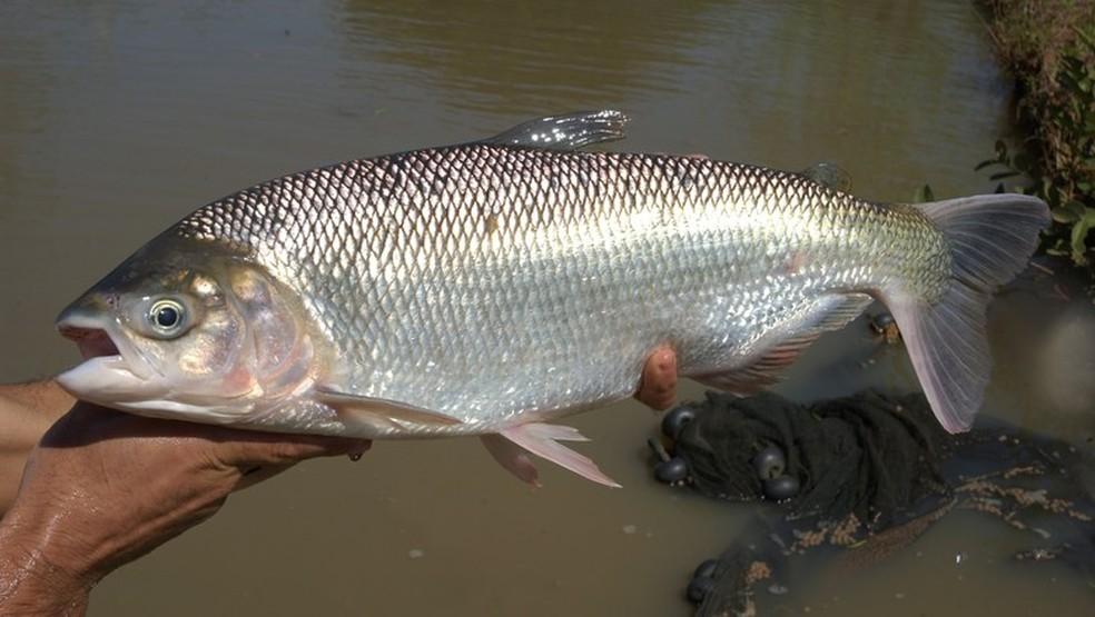 Matrinxã (Brycon amazonicus) capturada por um pescador