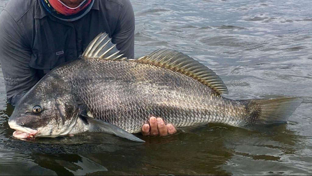 Miraguaia (Pogonias cromis) capturada em águas costeiras