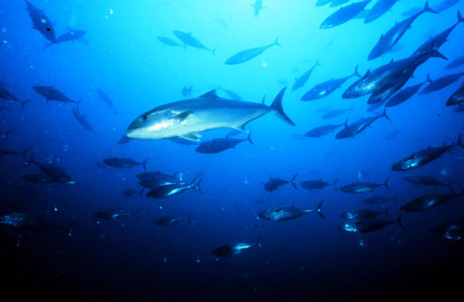 Olho-de-boi (Seriola dumerili) nadando em águas oceânicas